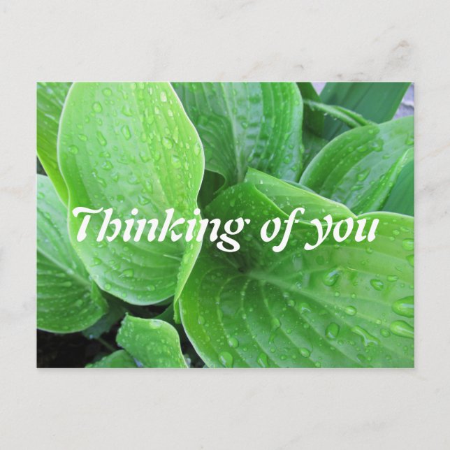 Raindrops On Hosta Leaves Photo Thinking of You Postcard (Front)