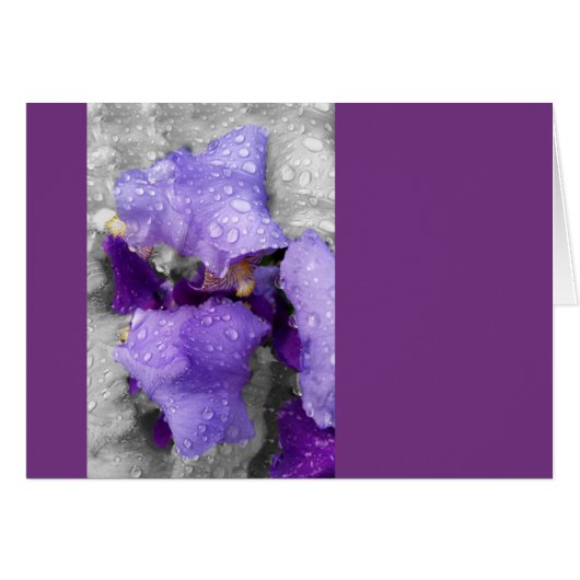 raindrops on iris cards (Front Horizontal)