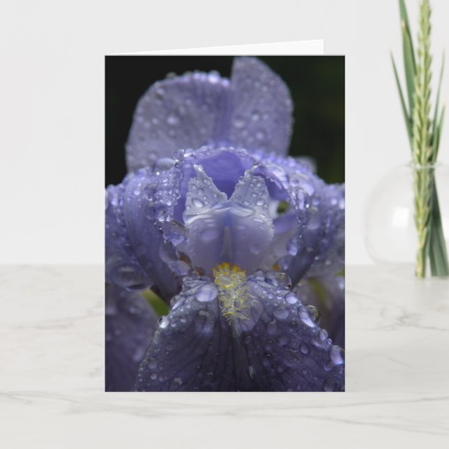 Raindrops on Iris - Greeting Card (Front)