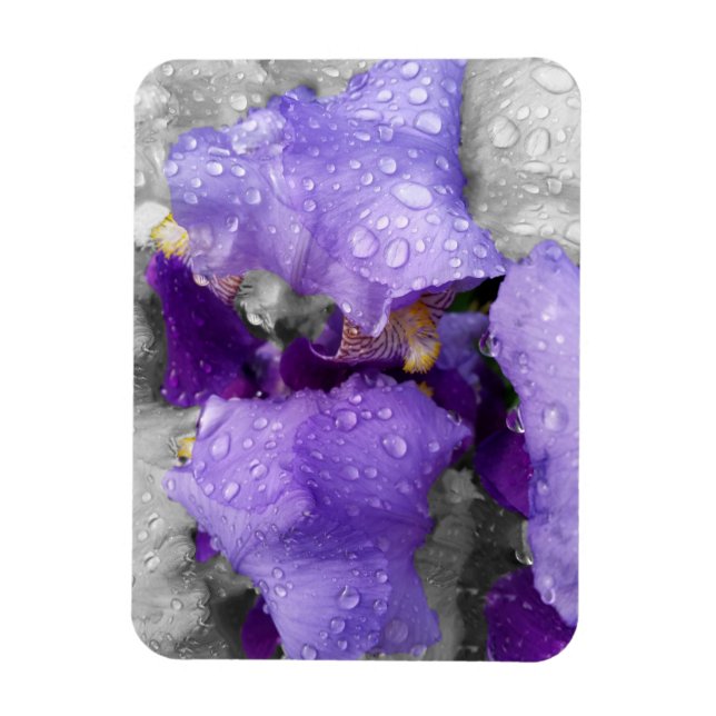raindrops on iris magnet (Vertical)