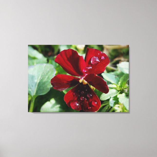 Raindrops on pansy canvas print (Front)