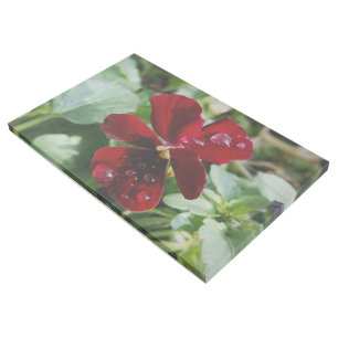 Raindrops on pansy gallery wrap