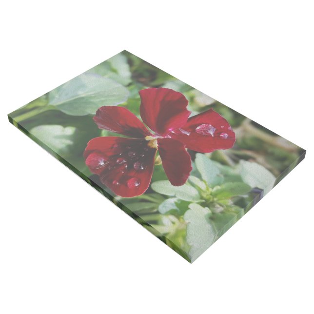 Raindrops on pansy gallery wrap (3/4)