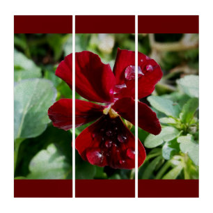 Raindrops on pansy triptych
