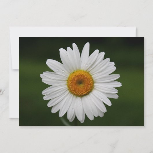 Raindrops on Petals (Front)