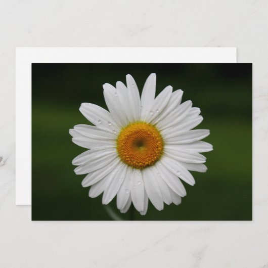 Raindrops on Petals (Front/Back)