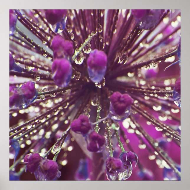 Raindrops on Purple Allium Flower Macro Abstract Poster (Front)