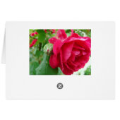 Raindrops On Red Rose Cards (Back Horizontal)
