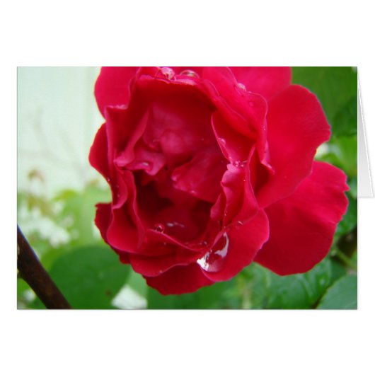 Raindrops On Red Rose Cards (Front Horizontal)