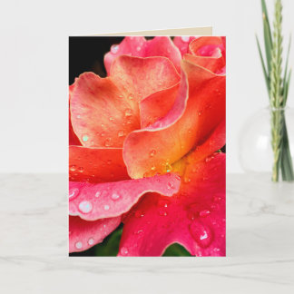 Raindrops on Rose Petals Greeting Card - Color