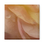 Raindrops on Rose Petals Pale Pink Floral Magnet