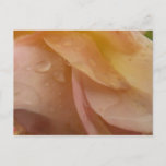 Raindrops on Rose Petals Pale Pink Floral Postcard