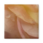 Raindrops on Rose Petals Pink Peach Floral Magnet