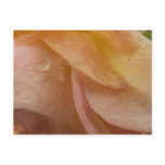Raindrops on Rose Petals Pink Peach Floral Postcard