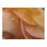 Raindrops on Rose Petals Pink Peach Floral Poster