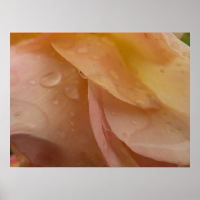 Raindrops on Rose Petals Pink Peach Floral Poster (Front)