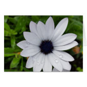 raindrops on white (Front Horizontal)