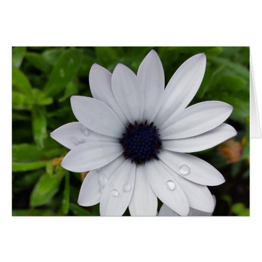 raindrops on white cards (Front Horizontal)