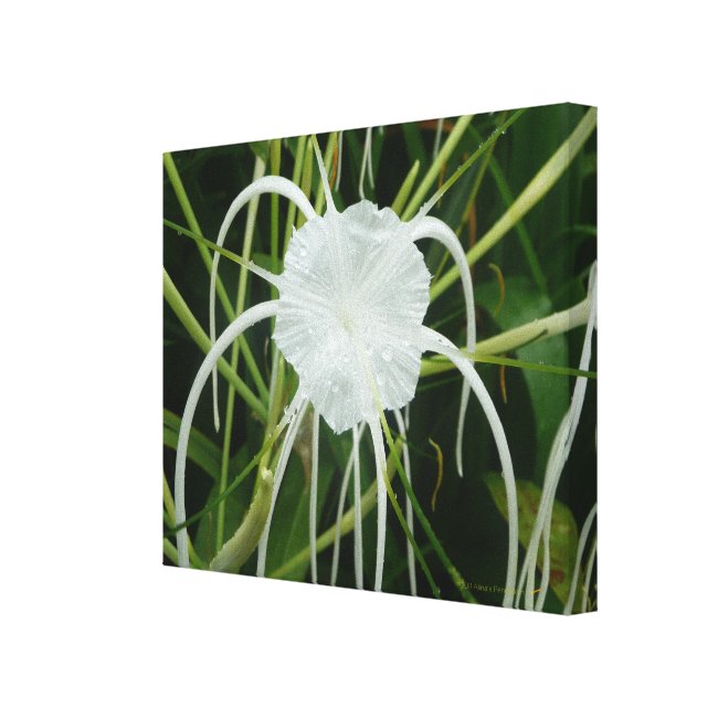Raindrops on White Spider Lily Flower Bloom