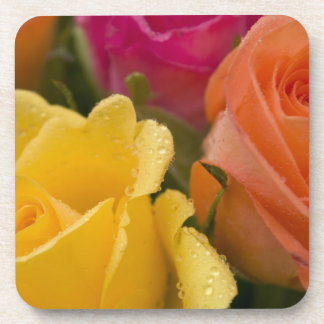 Raindrops on Yellow Orange and Pink Roses Beverage Coaster