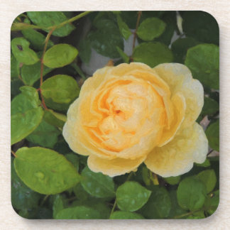Raindrops on Yellow Rose Coaster