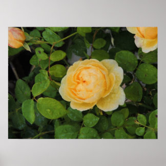 Raindrops on Yellow Rose Print