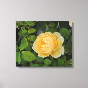 Raindrops on Yellow Rose Stretched Canvas Print