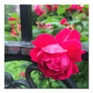Raindrops Pink Rose Flower Roses Rainy Day NYC Photo Print