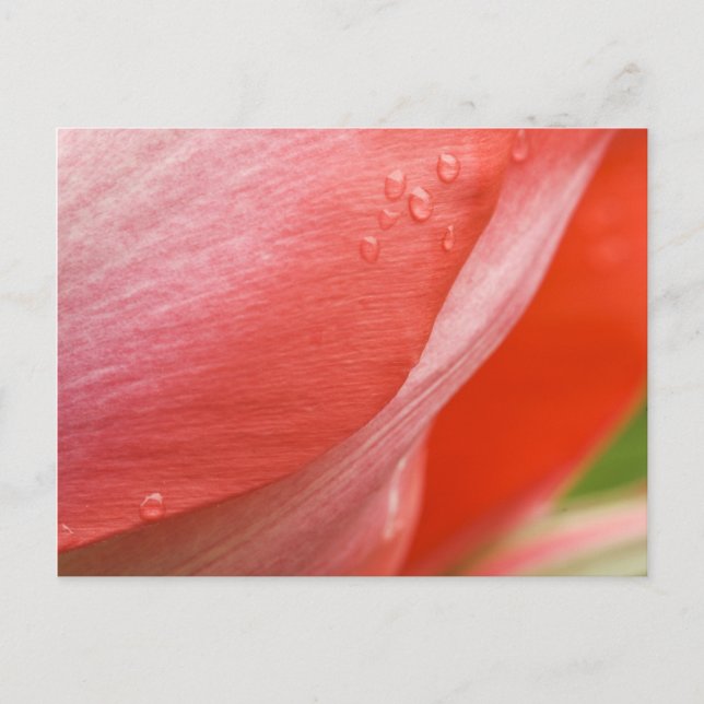 Raindrops, Pink Spring Tulip Abstract Macro Photo Postcard (Front)