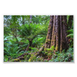 Rainforest at Great Otway National Park Australia Photo Print