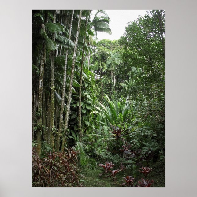 RAINFOREST BIG ISLAND POSTER (Front)