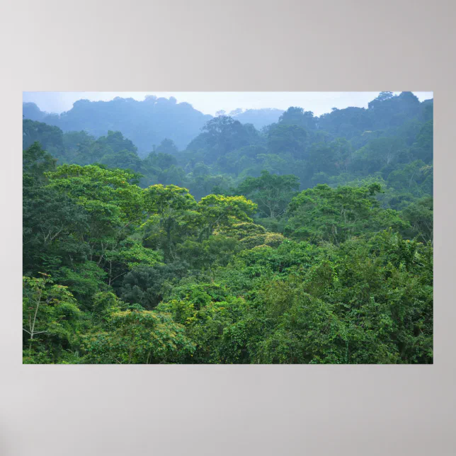 Rainforest canopy panorama poster | Zazzle