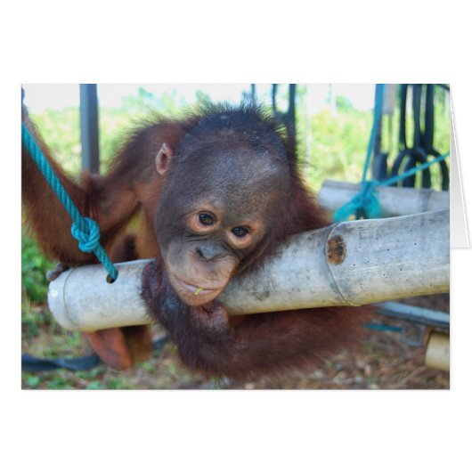 RainForest Daydreams at Wildlife Baby Sanctuary (Front Horizontal)