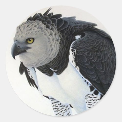 Rainforest_Harpy Eagle Classic Round Sticker