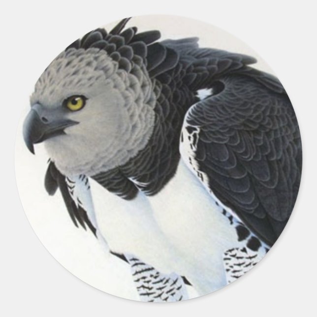 "Rainforest-Harpy Eagle" Classic Round Sticker (Front)