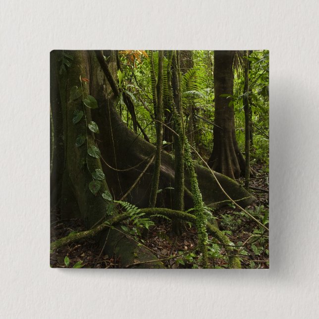 Rainforest, Mapari River North Rupununi, Button (Front)