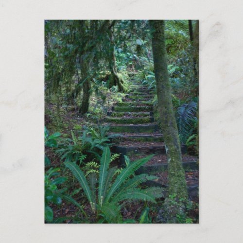 Rainforest Postcard