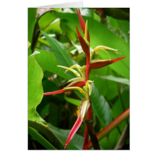 Rainforest Tropicals Cards