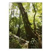 rainforest view, Dominica (Front)