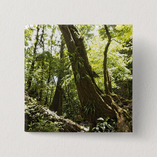 rainforest view, Dominica Button (Front)