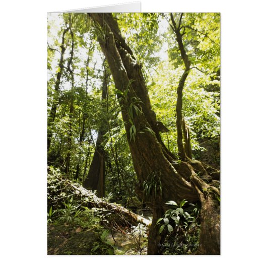 rainforest view, Dominica Cards (Front)