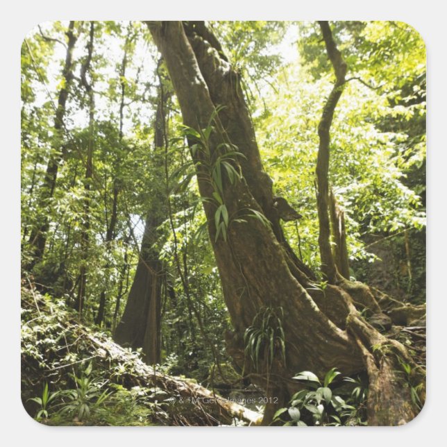 rainforest view, Dominica Square Sticker (Front)