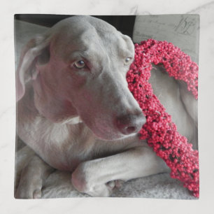 Rain's Love - Round or Square- Weimaraner Dog Trinket Tray