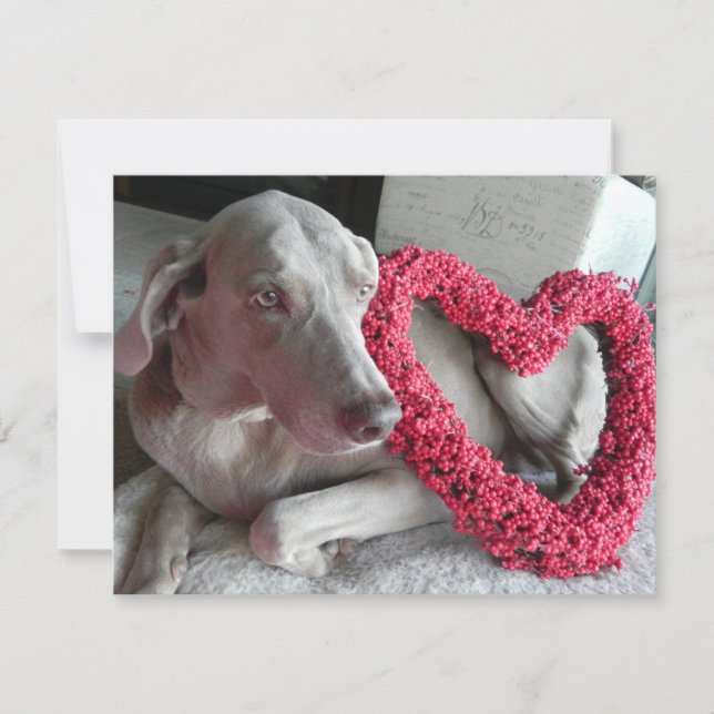 Rain's Love - Weimaraner Dog Valentine - Flat Card (Front)