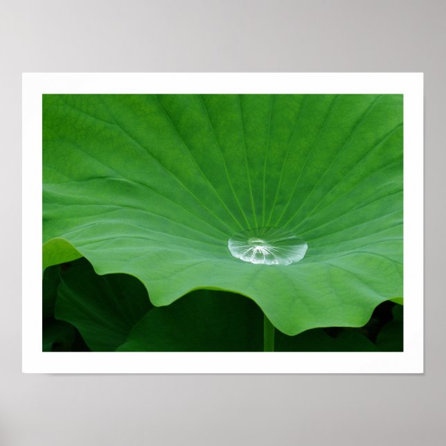 Rainwater on a Lotus Leaf: Japan Poster (Front)