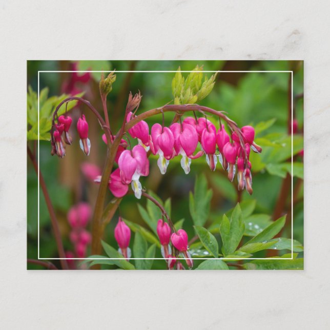 Rainy Day Bleeding Hearts Close-up Postcard (Front)