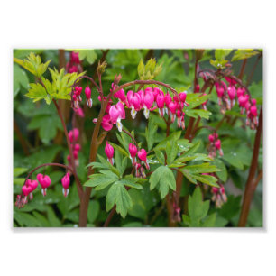 Rainy Day Bleeding Hearts Photo Print