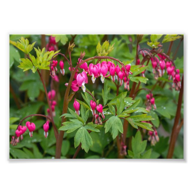 Rainy Day Bleeding Hearts Photo Print (Front)