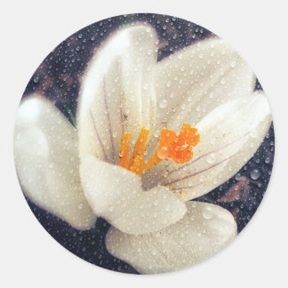 Rainy Day Crocus Classic Round Sticker