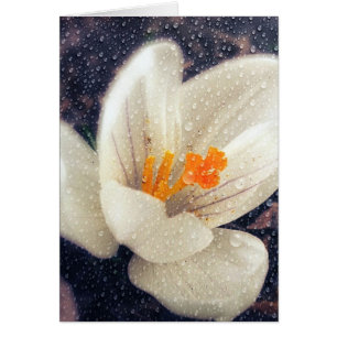 Rainy Day Crocus Flower Cards